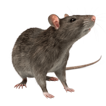A Detailed Close Up of a Gray Rat on a Black Background png