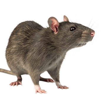 Closeup of a Brown Rat Isolated on Black Background png