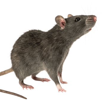A CloseUp Profile View of a Gray Rat with Long Whiskers png