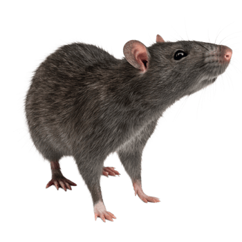 A Detailed Closeup of a Gray Rat on a Black Background png