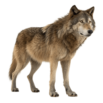 Majestic Gray Wolf Standing Profile Full Body Shot Against Black Background png