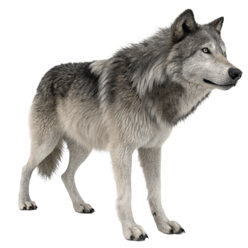 Majestic Gray Wolf Standing in Profile View Against Black Background png