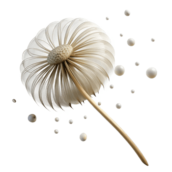 vibrant vintage elegant rustic Single Dandelion Seedhead Delicate premium professional png