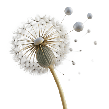 vibrant traditional magnificent traditional Dandelion Seed Head Delicate professional high quality png