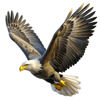 serene traditional A powerful bald eagle soaring through the sky, illuminated by the bright midday sun, in a realistic wildlife photography style genuine png
