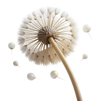 impressive traditional A single dandelion seedhead, with delicate seeds catching the light, macro photography, soft focus premium png