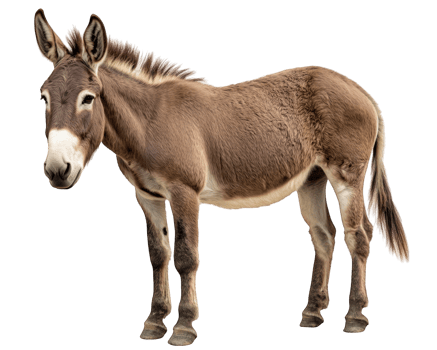 A brown donkey standing in front of a black background png