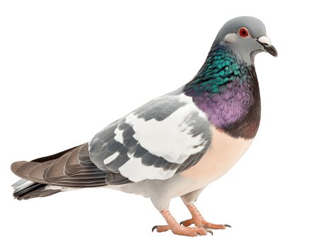 A pigeon with a white and purple head png