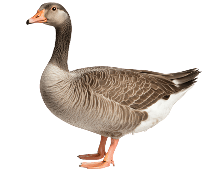 A goose standing on a black background png
