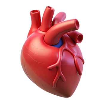 elegant creative A Digital Rendering of a Human Heart high quality png