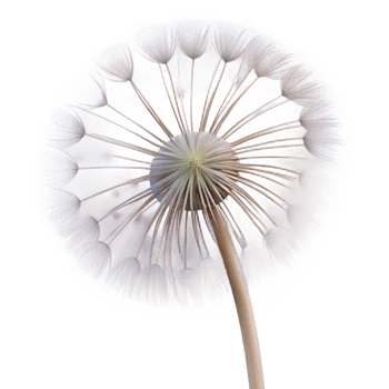 serene contemporary A Single Dandelion Seedhead with Delicate professional png