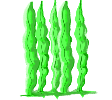 A unique green seaweed shell design, symbolizing freshness and nature, perfect for eco-friendly decor, beach accessories, or marine-inspired art. png
