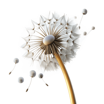 beautiful rustic A Single Dandelion Seedhead with Seeds 4K png