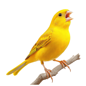 Golden Yellow Canary Bird Perched on a Branch Singing in Unison with Lively Expressions png