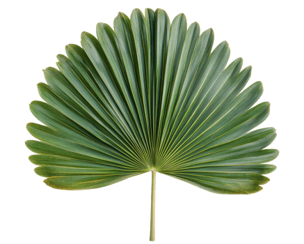A large palm leaf with green leaves png