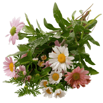 Freshly picked wildflowers with green leaves glistening after a gentle rain shower in nature png