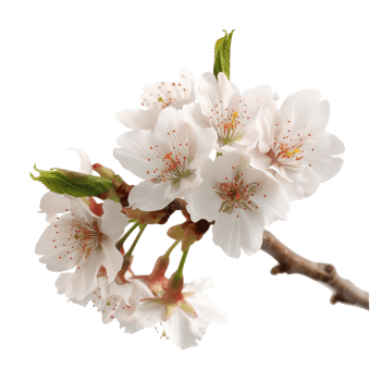 Beautiful Cherry Blossom Branch with Fresh White Flowers Against a Clean Background png