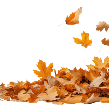 Colorful Autumn Leaves Falling Gracefully on a Transparent Background in Natural Landscape Scene png