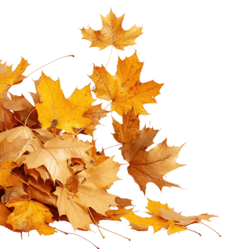 Vibrant Autumn Leaves in Various Shades of Orange and Yellow on a White Background png