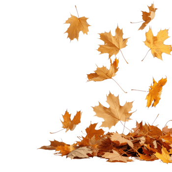 Colorful Autumn Leaves Falling Gently in a Serene Natural Setting Capturing Seasonal Beauty png