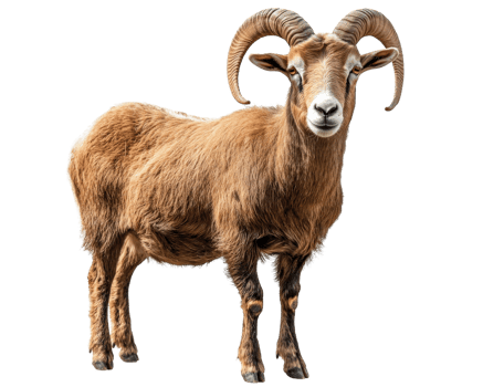 A ram with long horns standing in front of a black background png