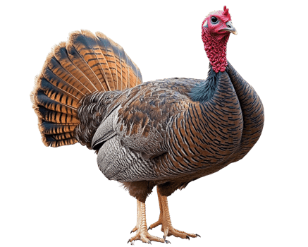 vibrant wild turkey displaying its colorful plumage and distinctive features. This majestic bird stands proudly, showcasing its intricate feather patterns and striking red head png
