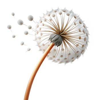 serene contemporary Single dandelion seedhead with seeds blowing in the wind, delicate, ethereal, white background, macro photography, detailed png