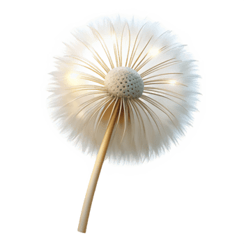 beautiful minimalist A single dandelion seedhead, delicately lit by a back light, ethereal and dreamlike, white on white color scheme exclusive png