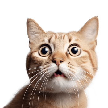 Surprised Cat with Big Eyes Isolated on Transparent Background png