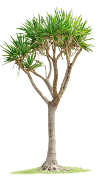 tall, green tree with spiky leaves and sturdy trunk, standing alone. Its unique shape adds tropical feel to any landscape png