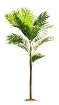 Lush green palm tree with vibrant fronds, perfect for tropical decor. This plant adds refreshing touch to any indoor or outdoor space, enhancing natural ambiance png