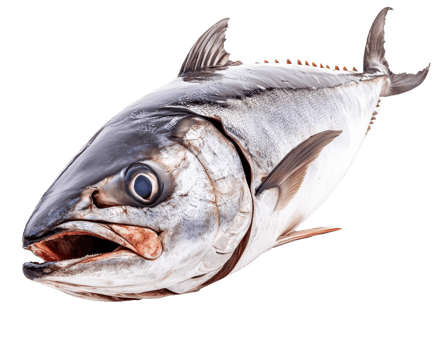 large, fresh tuna fish with shiny scales and prominent fins is displayed against white background, showcasing its natural features and vibrant appearance png