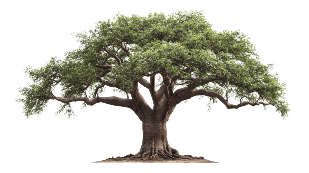 A large tree with green leaves on it png