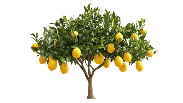 vibrant lemon tree with lush green leaves and ripe yellow lemons, symbolizing freshness and abundance. tree stands against clear background, highlighting its natural beauty png