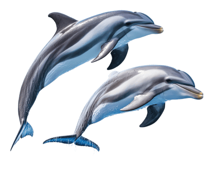 Dolphins swimming gracefully in ocean, showcasing their sleek bodies and playful nature. These intelligent marine mammals are known for their social behavior and agility png