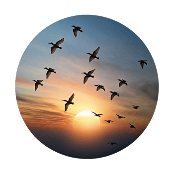 wonderful contemporary A flock of birds flying in formation against a dramatic sunset sky, silhouette, minimalist style professional png