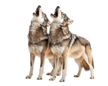 Howling wolves in dramatic pose, showcasing their powerful presence and natural behavior. These majestic animals evoke sense of wilderness and freedom png