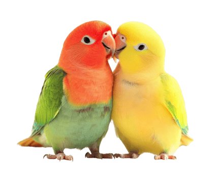 Colorful lovebirds cuddling together, showcasing vibrant feathers and affection. Their bright colors and close bond create heartwarming scene png
