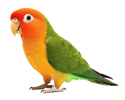 A colorful parrot is standing on a black background png