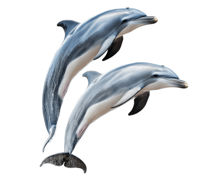 Dolphins swimming together, showcasing their playful nature and sleek bodies. These intelligent marine mammals are known for their agility and social behavior in ocean png