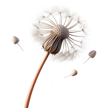 dramatic modern A Single Dandelion Seed Head with Seeds 4K png