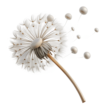 dramatic creative A Single Dandelion Seed Head with Seeds exclusive png