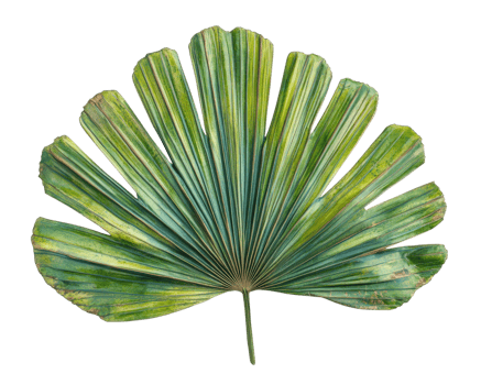 vibrant Amazonian palm leaf with intricate patterns and rich green hues, isolated on transparency background, showcasing its natural beauty and detailed texture png