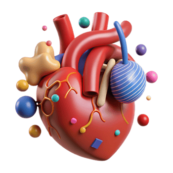 extraordinary contemporary Human Circulatory System Diagram Cutout for Cardiology detailed png