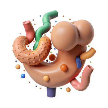 magnificent modern Human Digestive System Diagram Cutout for Health Education high quality png