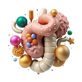 beautiful rustic Human Digestive System Illustration Transparent for Health genuine png