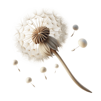 impressive traditional A Single Dandelion Seedhead with Seeds premium png