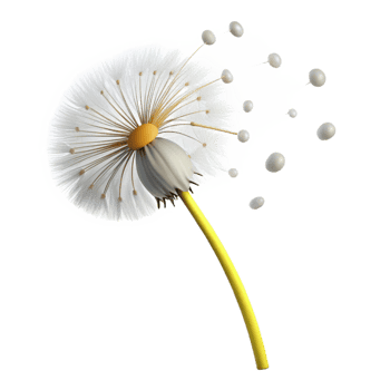 beautiful classic A Single Dandelion Seedhead with Seeds genuine png