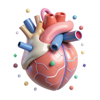 stunning rustic Human Heart Anatomy Diagram Transparent for Cardiology Education png