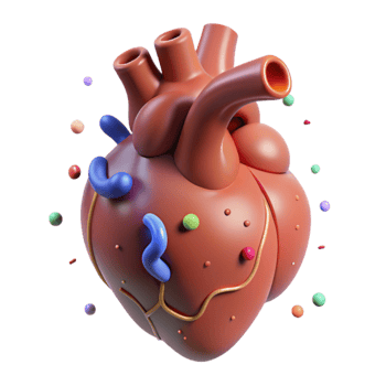 beautiful traditional Human Heart Diagram Isolated for Educational Resources high quality png